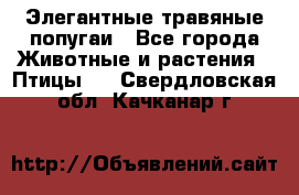 Элегантные травяные попугаи - Все города Животные и растения » Птицы   . Свердловская обл.,Качканар г.